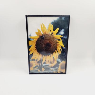 FUN FRAMED SUNFLOWER & HONEY BEE FRAMED PHOTOGRAPH