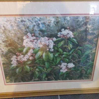 Mountain laurel Picture by Jim Gray