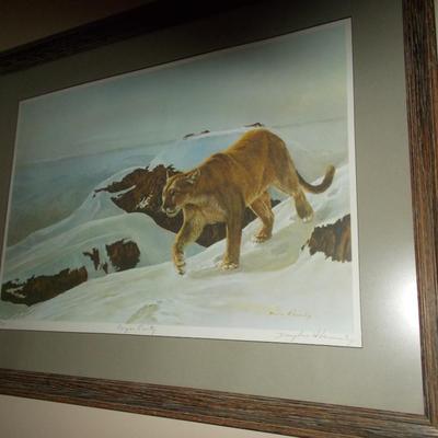 Mountain Cougar in the Snow