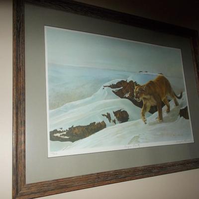 Mountain Cougar in the Snow