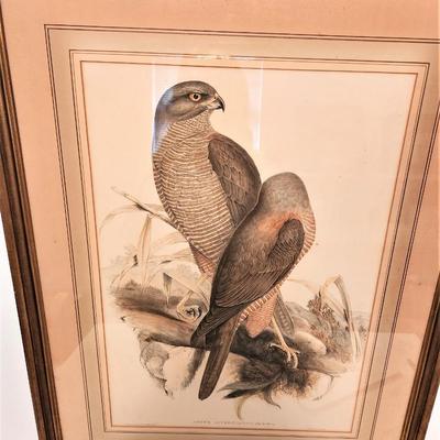 Lot #51  Antique J. Gould Bird Lithograph - pre 1850
