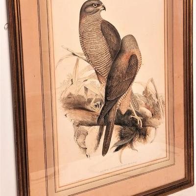 Lot #51  Antique J. Gould Bird Lithograph - pre 1850