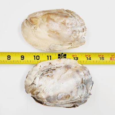 2 LARGE MOTHER OF PEARL OYSTER SHELLS
