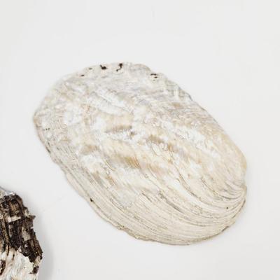 2 LARGE MOTHER OF PEARL OYSTER SHELLS