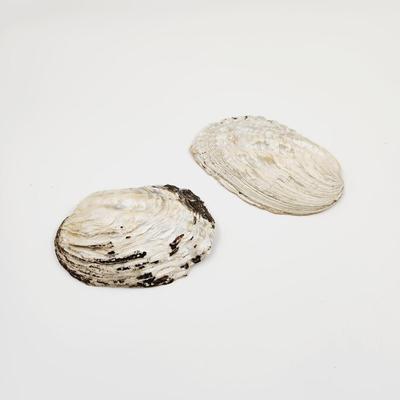 2 LARGE MOTHER OF PEARL OYSTER SHELLS