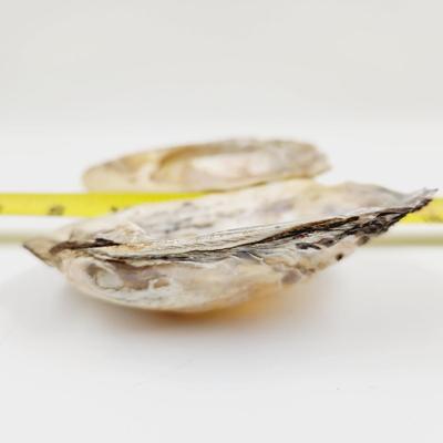 2 LARGE MOTHER OF PEARL OYSTER SHELLS