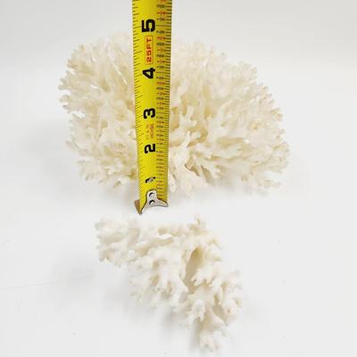 BEAUTIFUL AUTHENTIC WHITE CORRAL CLUSTER