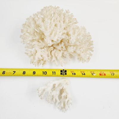 BEAUTIFUL AUTHENTIC WHITE CORRAL CLUSTER