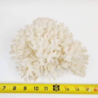 BEAUTIFUL AUTHENTIC WHITE CORRAL CLUSTER