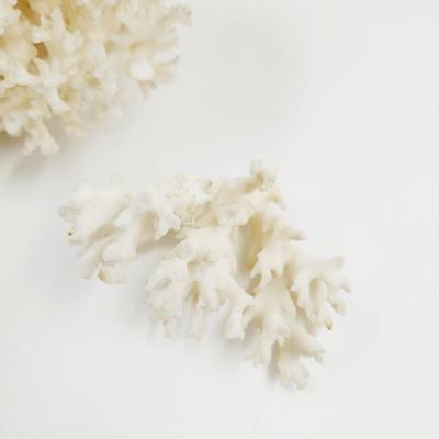 BEAUTIFUL AUTHENTIC WHITE CORRAL CLUSTER