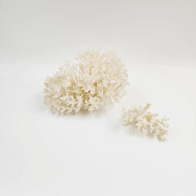 BEAUTIFUL AUTHENTIC WHITE CORRAL CLUSTER