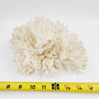BEAUTIFUL AUTHENTIC WHITE CORRAL CLUSTER