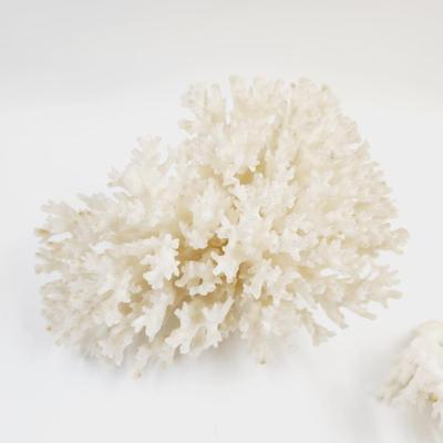 BEAUTIFUL AUTHENTIC WHITE CORRAL CLUSTER