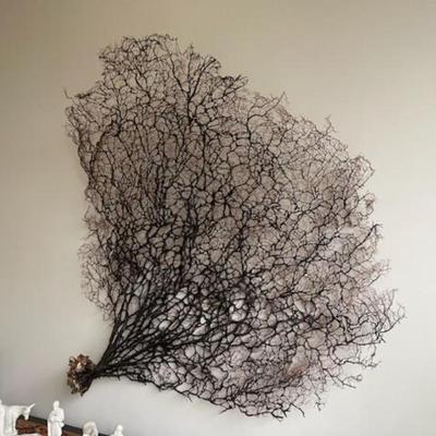 Giant Natural Dried Black Sea Fan Coral