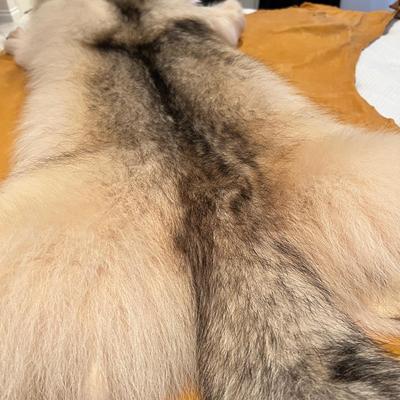 Genuine Arctic Wolf Fur Hide and Claws Tanned by International Fur Dressers & Dyers