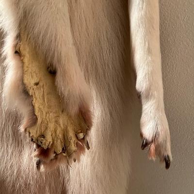 Genuine Arctic Wolf Fur Hide and Claws Tanned by International Fur Dressers & Dyers