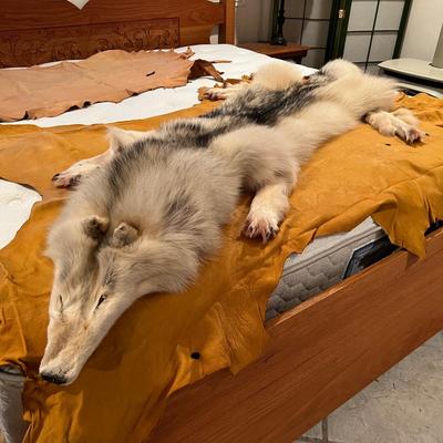 Genuine Arctic Wolf Fur Hide and Claws Tanned by International Fur Dressers & Dyers
