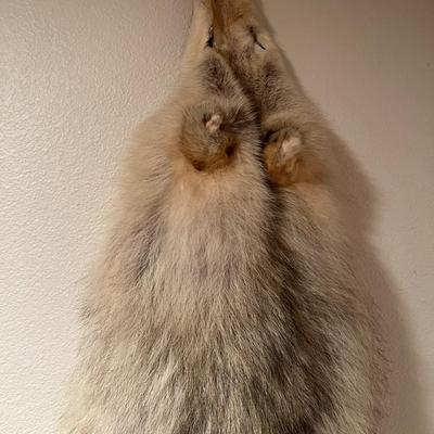 Genuine Arctic Wolf Fur Hide and Claws Tanned by International Fur Dressers & Dyers