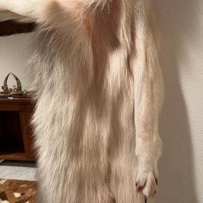 Genuine Arctic Wolf Fur Hide and Claws Tanned by International Fur Dressers & Dyers