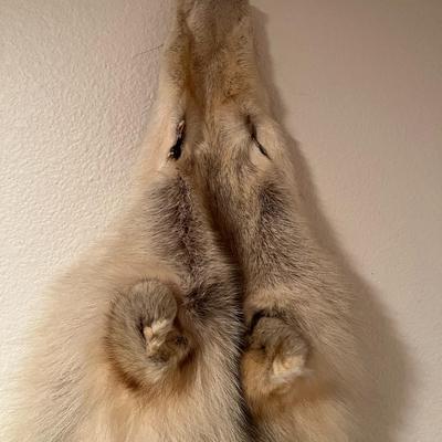 Genuine Arctic Wolf Fur Hide and Claws Tanned by International Fur Dressers & Dyers