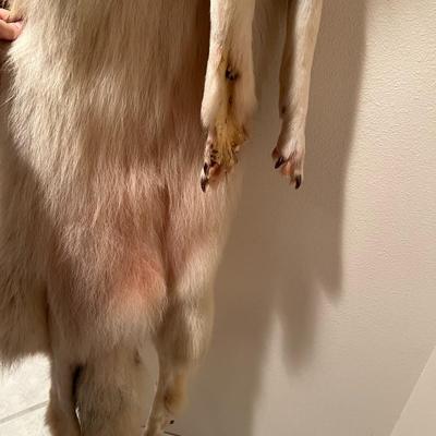 Genuine Arctic Wolf Fur Hide and Claws Tanned by International Fur Dressers & Dyers