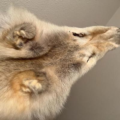 Genuine Arctic Wolf Fur Hide and Claws Tanned by International Fur Dressers & Dyers