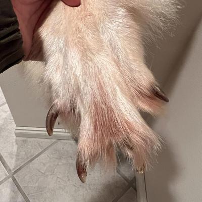 Genuine Arctic Wolf Fur Hide and Claws Tanned by International Fur Dressers & Dyers