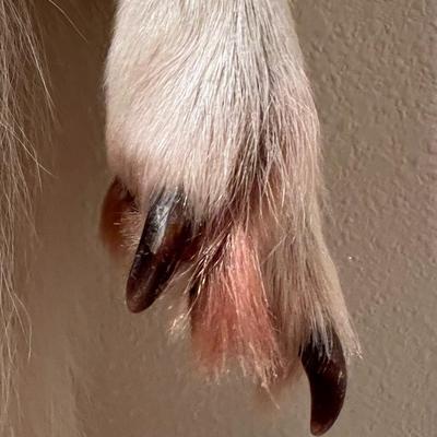 Genuine Arctic Wolf Fur Hide and Claws Tanned by International Fur Dressers & Dyers