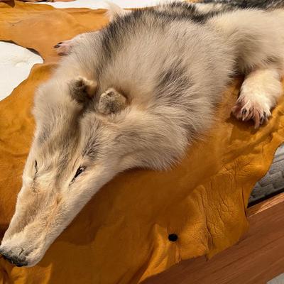 Genuine Arctic Wolf Fur Hide and Claws Tanned by International Fur Dressers & Dyers