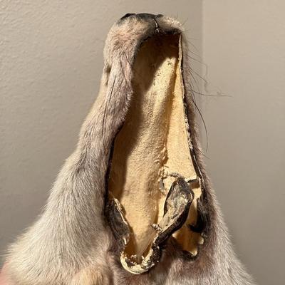 Genuine Arctic Wolf Fur Hide and Claws Tanned by International Fur Dressers & Dyers