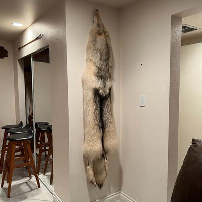 Genuine Arctic Wolf Fur Hide and Claws Tanned by International Fur Dressers & Dyers