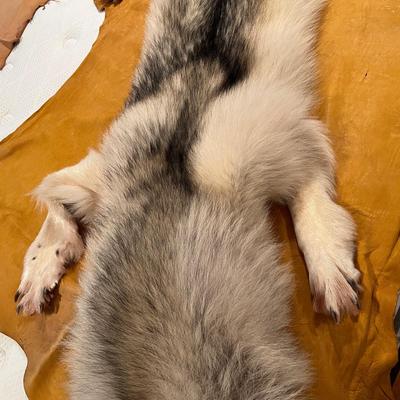Genuine Arctic Wolf Fur Hide and Claws Tanned by International Fur Dressers & Dyers
