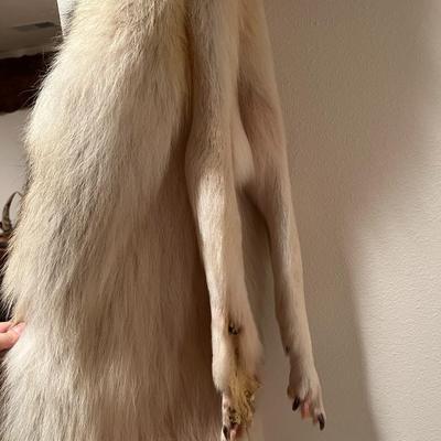 Genuine Arctic Wolf Fur Hide and Claws Tanned by International Fur Dressers & Dyers