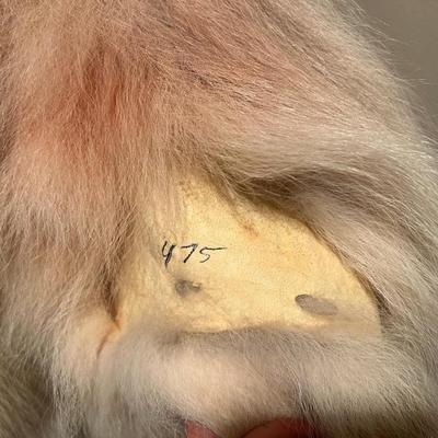 Genuine Arctic Wolf Fur Hide and Claws Tanned by International Fur Dressers & Dyers