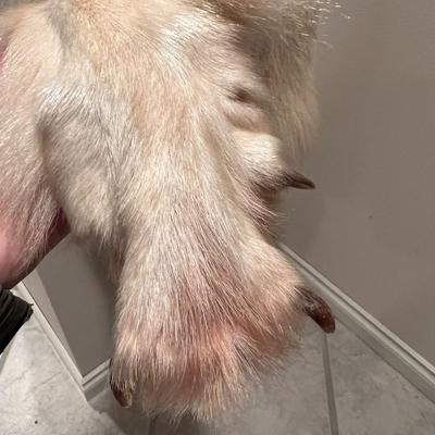 Genuine Arctic Wolf Fur Hide and Claws Tanned by International Fur Dressers & Dyers