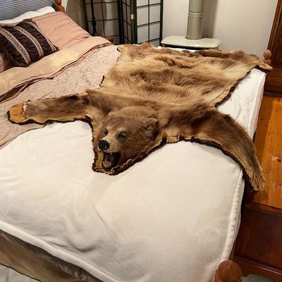 Genuine Brown Bear Fur Hide Rug with Teeth Tanned Taxidermy