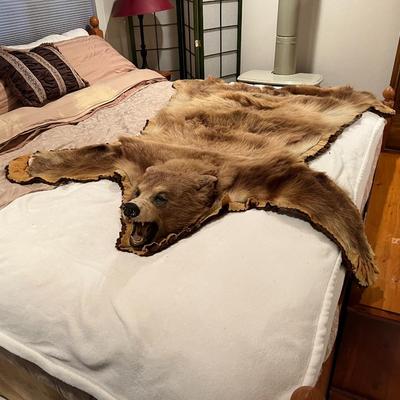 Genuine Brown Bear Fur Hide Rug with Teeth Tanned Taxidermy