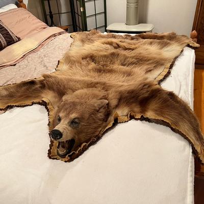 Genuine Brown Bear Fur Hide Rug with Teeth Tanned Taxidermy