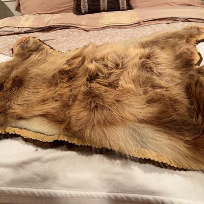 Genuine Brown Bear Fur Hide Rug with Teeth Tanned Taxidermy
