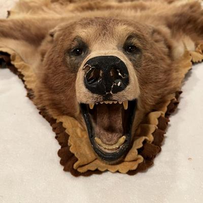 Genuine Brown Bear Fur Hide Rug with Teeth Tanned Taxidermy