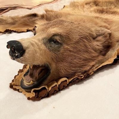 Genuine Brown Bear Fur Hide Rug with Teeth Tanned Taxidermy