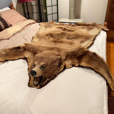 Genuine Brown Bear Fur Hide Rug with Teeth Tanned Taxidermy
