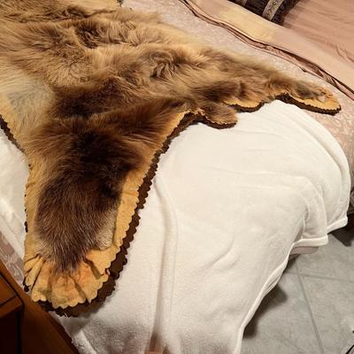 Genuine Brown Bear Fur Hide Rug with Teeth Tanned Taxidermy