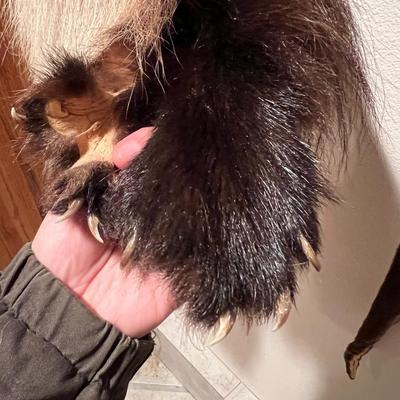 Lot of 3 Genuine Tanned Furs incl. Wolverine Otter and Arctic Fox