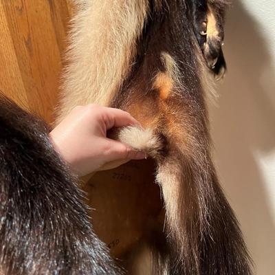Lot of 3 Genuine Tanned Furs incl. Wolverine Otter and Arctic Fox