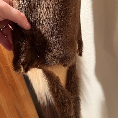 Lot of 3 Genuine Tanned Furs incl. Wolverine Otter and Arctic Fox