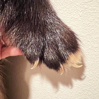Lot of 3 Genuine Tanned Furs incl. Wolverine Otter and Arctic Fox