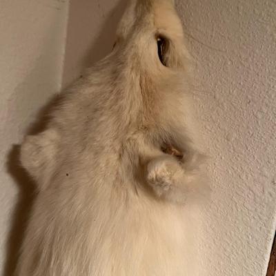 Lot of 3 Genuine Tanned Furs incl. Wolverine Otter and Arctic Fox