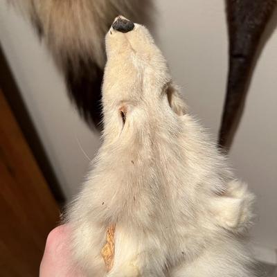 Lot of 3 Genuine Tanned Furs incl. Wolverine Otter and Arctic Fox