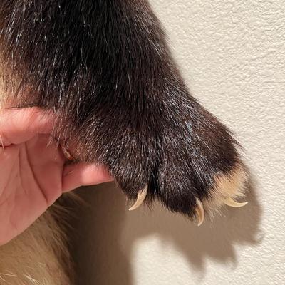 Lot of 3 Genuine Tanned Furs incl. Wolverine Otter and Arctic Fox
